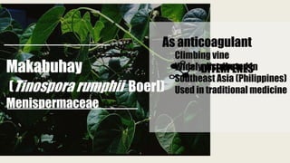 Makabuhay
(Tinospora rumphii Boerl)
Menispermaceae
Climbing vine
Widely distributed in
Southeast Asia (Philippines)
Used in traditional medicine
As anticoagulant
DITERPENES
 