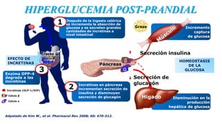 HIPERGLUCEMIA POST-PRANDIAL
Páncreas
α
EFECTO DE
INCRETINAS
Grasa
Hígado
Secreción insulina
2
Enzima DPP-4
degrada a las
incretinas
Incretinas (GLP-1/GIP)
α
β
Célula α
Célula β
Tracto GI
Después de la ingesta calórica
se incrementa la absorción de
glucosa y se secretan grandes
cantidades de incretinas a
nivel intestinal
Secreción de
glucagón
Enzima
DPP-4 β
Disminución en la
producción
hepática de glucosa
Adpatado de Kim W., et al. Pharmacol Rev 2008; 60: 470-512.
3
1
HOMEOSTASIS
DE LA
GLUCOSA
Incremento
captura
de glucosa
Incretinas en páncreas
incrementan secreción de
insulina y disminuyen
secreción de glucagón
 