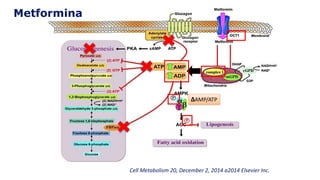 Cell Metabolism 20, December 2, 2014 a2014 Elsevier Inc.
ΔAMP/ATP
Metformina
 