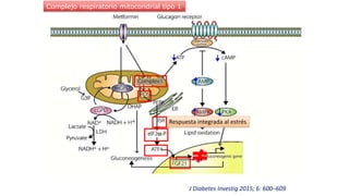 Respuesta integrada al estrés
Complejo respiratorio mitocondrial tipo 1
J Diabetes Investig 2015; 6: 600–609
 
