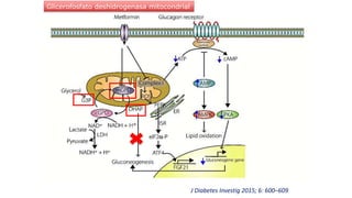 Glicerofosfato deshidrogenasa mitocondrial
J Diabetes Investig 2015; 6: 600–609
 
