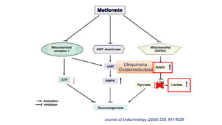 Ubiquinona
Oxidorreductasa
Journal of Endocrinology (2016) 228, R97-R106
 