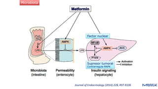 Journal of Endocrinology (2016) 228, R97-R106
Factor nuclear
Supresor tumoral
Contrarregula MAPK
Microbiota
 