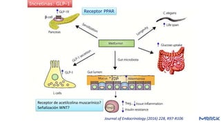 Journal of Endocrinology (2016) 228, R97-R106
Incretinas: GLP-1
Receptor de acetilcolina muscarínico?
Señalización WNT?
Receptor PPAR
 