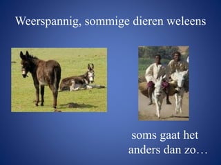 Weerspannig, sommige dieren weleens
soms gaat het
anders dan zo…
 