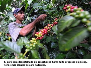El café será descafeinado de cosecha; no harán falta procesos químicos.
Tendremos plantas de café mutantes.

 