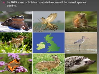    by 2025 some of britains most wiell-known will be animal species
    gextinct
 