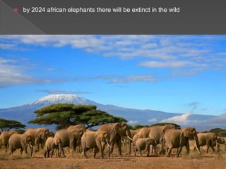    by 2024 african elephants there will be extinct in the wild
 