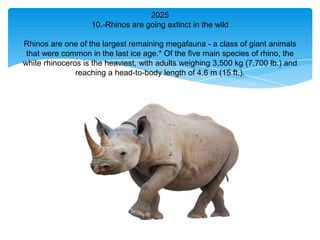 2025
                   10.-Rhinos are going extinct in the wild

Rhinos are one of the largest remaining megafauna - a class of giant animals
 that were common in the last ice age.* Of the five main species of rhino, the
white rhinoceros is the heaviest, with adults weighing 3,500 kg (7,700 lb.) and
               reaching a head-to-body length of 4.6 m (15 ft.).
 
