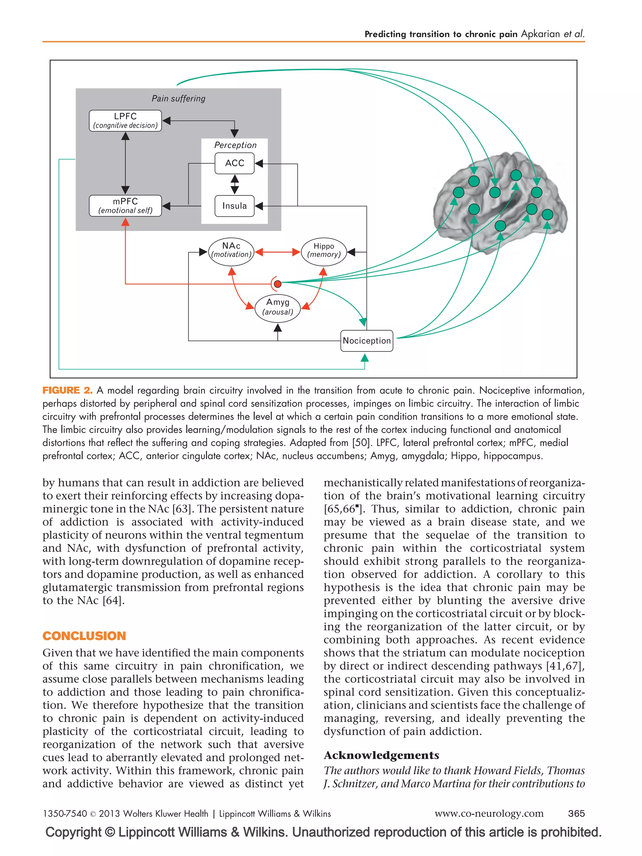 Copyright © Lippincott Williams  Wilkins. Unauthorized reproduction of this article is prohibited.
by humans that can result in addiction are believed
to exert their reinforcing effects by increasing dopa-
minergic tone in the NAc [63]. The persistent nature
of addiction is associated with activity-induced
plasticity of neurons within the ventral tegmentum
and NAc, with dysfunction of prefrontal activity,
with long-term downregulation of dopamine recep-
tors and dopamine production, as well as enhanced
glutamatergic transmission from prefrontal regions
to the NAc [64].
CONCLUSION
Given that we have identified the main components
of this same circuitry in pain chronification, we
assume close parallels between mechanisms leading
to addiction and those leading to pain chronifica-
tion. We therefore hypothesize that the transition
to chronic pain is dependent on activity-induced
plasticity of the corticostriatal circuit, leading to
reorganization of the network such that aversive
cues lead to aberrantly elevated and prolonged net-
work activity. Within this framework, chronic pain
and addictive behavior are viewed as distinct yet
mechanistically related manifestations of reorganiza-
tion of the brain’s motivational learning circuitry
[65,66

]. Thus, similar to addiction, chronic pain
may be viewed as a brain disease state, and we
presume that the sequelae of the transition to
chronic pain within the corticostriatal system
should exhibit strong parallels to the reorganiza-
tion observed for addiction. A corollary to this
hypothesis is the idea that chronic pain may be
prevented either by blunting the aversive drive
impinging on the corticostriatal circuit or by block-
ing the reorganization of the latter circuit, or by
combining both approaches. As recent evidence
shows that the striatum can modulate nociception
by direct or indirect descending pathways [41,67],
the corticostriatal circuit may also be involved in
spinal cord sensitization. Given this conceptualiz-
ation, clinicians and scientists face the challenge of
managing, reversing, and ideally preventing the
dysfunction of pain addiction.
Acknowledgements
The authors would like to thank Howard Fields, Thomas
J. Schnitzer, and Marco Martina for their contributions to
Pain suffering
(emotional self)
mPFC
(congnitive decision)
LPFC
Perception
Insula
ACC
Nociception
NAc
(motivation)
(arousal)
Amyg
(memory)
Hippo
FIGURE 2. A model regarding brain circuitry involved in the transition from acute to chronic pain. Nociceptive information,
perhaps distorted by peripheral and spinal cord sensitization processes, impinges on limbic circuitry. The interaction of limbic
circuitry with prefrontal processes determines the level at which a certain pain condition transitions to a more emotional state.
The limbic circuitry also provides learning/modulation signals to the rest of the cortex inducing functional and anatomical
distortions that reflect the suffering and coping strategies. Adapted from [50]. LPFC, lateral prefrontal cortex; mPFC, medial
prefrontal cortex; ACC, anterior cingulate cortex; NAc, nucleus accumbens; Amyg, amygdala; Hippo, hippocampus.
Predicting transition to chronic pain Apkarian et al.
1350-7540 ß 2013 Wolters Kluwer Health | Lippincott Williams  Wilkins www.co-neurology.com 365
 