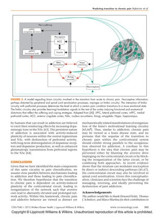 Copyright © Lippincott Williams  Wilkins. Unauthorized reproduction of this article is prohibited.
by humans that can result in addiction are believed
to exert their reinforcing effects by increasing dopa-
minergic tone in the NAc [63]. The persistent nature
of addiction is associated with activity-induced
plasticity of neurons within the ventral tegmentum
and NAc, with dysfunction of prefrontal activity,
with long-term downregulation of dopamine recep-
tors and dopamine production, as well as enhanced
glutamatergic transmission from prefrontal regions
to the NAc [64].
CONCLUSION
Given that we have identified the main components
of this same circuitry in pain chronification, we
assume close parallels between mechanisms leading
to addiction and those leading to pain chronifica-
tion. We therefore hypothesize that the transition
to chronic pain is dependent on activity-induced
plasticity of the corticostriatal circuit, leading to
reorganization of the network such that aversive
cues lead to aberrantly elevated and prolonged net-
work activity. Within this framework, chronic pain
and addictive behavior are viewed as distinct yet
mechanistically related manifestations of reorganiza-
tion of the brain’s motivational learning circuitry
[65,66

]. Thus, similar to addiction, chronic pain
may be viewed as a brain disease state, and we
presume that the sequelae of the transition to
chronic pain within the corticostriatal system
should exhibit strong parallels to the reorganiza-
tion observed for addiction. A corollary to this
hypothesis is the idea that chronic pain may be
prevented either by blunting the aversive drive
impinging on the corticostriatal circuit or by block-
ing the reorganization of the latter circuit, or by
combining both approaches. As recent evidence
shows that the striatum can modulate nociception
by direct or indirect descending pathways [41,67],
the corticostriatal circuit may also be involved in
spinal cord sensitization. Given this conceptualiz-
ation, clinicians and scientists face the challenge of
managing, reversing, and ideally preventing the
dysfunction of pain addiction.
Acknowledgements
The authors would like to thank Howard Fields, Thomas
J. Schnitzer, and Marco Martina for their contributions to
Pain suffering
(emotional self)
mPFC
(congnitive decision)
LPFC
Perception
Insula
ACC
Nociception
NAc
(motivation)
(arousal)
Amyg
(memory)
Hippo
FIGURE 2. A model regarding brain circuitry involved in the transition from acute to chronic pain. Nociceptive information,
perhaps distorted by peripheral and spinal cord sensitization processes, impinges on limbic circuitry. The interaction of limbic
circuitry with prefrontal processes determines the level at which a certain pain condition transitions to a more emotional state.
The limbic circuitry also provides learning/modulation signals to the rest of the cortex inducing functional and anatomical
distortions that reflect the suffering and coping strategies. Adapted from [50]. LPFC, lateral prefrontal cortex; mPFC, medial
prefrontal cortex; ACC, anterior cingulate cortex; NAc, nucleus accumbens; Amyg, amygdala; Hippo, hippocampus.
Predicting transition to chronic pain Apkarian et al.
1350-7540 ß 2013 Wolters Kluwer Health | Lippincott Williams  Wilkins www.co-neurology.com 365
 