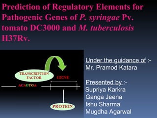 Under the guidance of  :- Mr. Pramod Katara   Presented by  :-   Supriya Karkra Ganga Jeena Ishu Sharma Mugdha Agarwal Prediction of Regulatory Elements for Pathogenic Genes of  P. syringae  Pv. tomato DC3000 and  M. tuberculosis  H37Rv. 