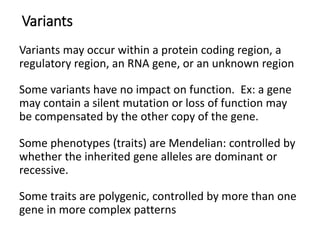 Predicting phenotype from genotype with machine learning | PDF