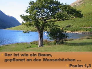 Der ist wie ein Baum,  gepflanzt an den Wasserbächen … Psalm 1,3 