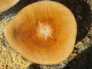 Das Leben ist wie ein langer ruhiger Fluss … nur voller Hindernisse 