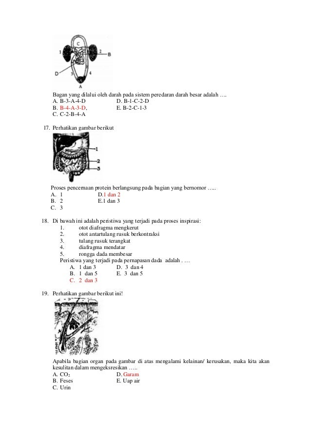 Prediksi soal un biologi tp 2012 2013