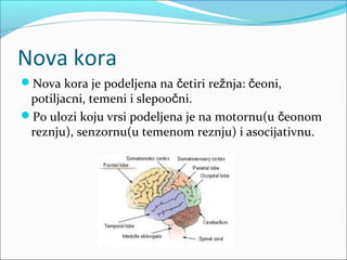 Nova kora
Nova kora je podeljena na četiri režnja: čeoni,

potiljacni, temeni i slepoočni.
Po ulozi koju vrsi podeljena je na motornu(u čeonom
reznju), senzornu(u temenom reznju) i asocijativnu.

 