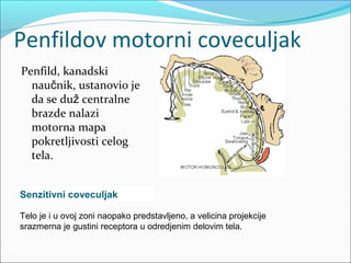 Penfildov motorni coveculjak
Penfild, kanadski
naučnik, ustanovio je
da se duž centralne
brazde nalazi
motorna mapa
pokretljivosti celog
tela.
Senzitivni coveculjak
Telo je i u ovoj zoni naopako predstavljeno, a velicina projekcije
srazmerna je gustini receptora u odredjenim delovim tela.

 