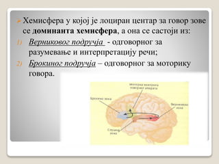 Хемисфера у којој је лоциран центар за говор зове
се доминанта хемисфера, а она се састоји из:
1) Верниковог подручја - одговорног за
разумевање и интерпретацију речи;
2) Брокиног подручја – одговорног за моторику
говора.
 