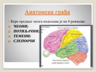 Анатомска грађа
Коре предњег мозга подељена је на 4 режњева:
1) ЧЕОНИ;
2) ПОТИЉАЧНИ;
3) ТЕМЕНИ;
4) СЛЕПООЧИ.
 