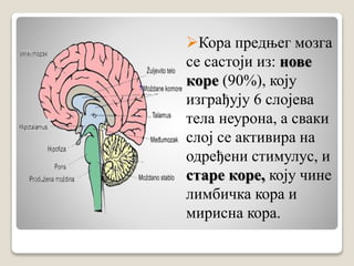 Кора предњег мозга
се састоји из: нове
коре (90%), коју
изграђују 6 слојева
тела неурона, а сваки
слој се активира на
одређени стимулус, и
старе коре, коју чине
лимбичка кора и
мирисна кора.
 
