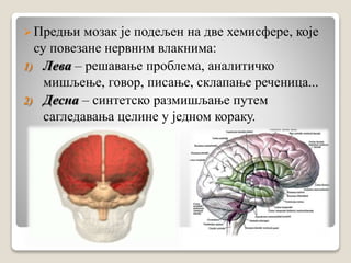 Предњи мозак је подељен на две хемисфере, које
су повезане нервним влакнима:
1) Лева – решавање проблема, аналитичко
мишљење, говор, писање, склапање реченица...
2) Десна – синтетско размишљање путем
сагледавања целине у једном кораку.
 