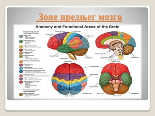 Зоне предњег мозга
 
