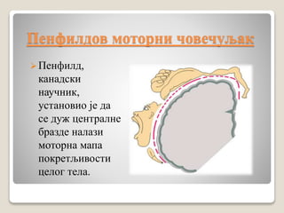 Пенфилдов моторни човечуљак
Пенфилд,
канадски
научник,
установио је да
се дуж централне
бразде налази
моторна мапа
покретљивости
целог тела.
 