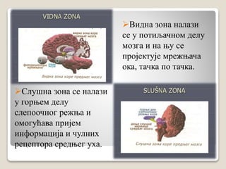 Видна зона налази
се у потиљачном делу
мозга и на њу се
пројектује мрежњача
ока, тачка по тачка.
Слушна зона се налази
у горњем делу
слепоочног режња и
омогућава пријем
информација и чулних
рецептора средњег уха.
 
