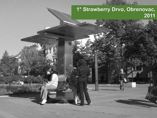 1° Strawberry Drvo, Obrenovac,
2011
 