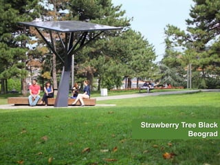 28
Strawberry Tree Black
Beograd
 