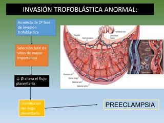 INVASIÓN TROFOBLÁSTICA ANORMAL:
Ausencia de 2ª fase
de invasión
trofoblastica
Selección fetal de
sitios de mayor
importancia
↓ Ø altera el flujo
placentario
Disminución
del riego
placentario
PREECLAMPSIA
 