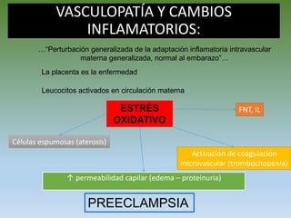 VASCULOPATÍA Y CAMBIOS
INFLAMATORIOS:
↑ permeabilidad capilar (edema – proteinuria)
…“Perturbación generalizada de la adaptación inflamatoria intravascular
materna generalizada, normal al embarazo”…
La placenta es la enfermedad
Leucocitos activados en circulación materna
FNT, ILESTRÉS
OXIDATIVO
Células espumosas (aterosis)
Activación de coagulación
microvascular (trombocitopenia)
PREECLAMPSIA
 