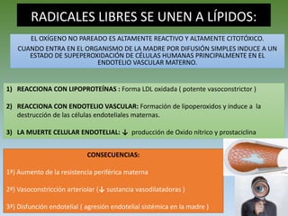 RADICALES LIBRES SE UNEN A LÍPIDOS:
EL OXÍGENO NO PAREADO ES ALTAMENTE REACTIVO Y ALTAMENTE CITOTÓXICO.
CUANDO ENTRA EN EL ORGANISMO DE LA MADRE POR DIFUSIÓN SIMPLES INDUCE A UN
ESTADO DE SUPEPEROXIDACIÓN DE CÉLULAS HUMANAS PRINCIPALMENTE EN EL
ENDOTELIO VASCULAR MATERNO.
1) REACCIONA CON LIPOPROTEÍNAS : Forma LDL oxidada ( potente vasoconstrictor )
2) REACCIONA CON ENDOTELIO VASCULAR: Formación de lipoperoxidos y induce a la
destrucción de las células endoteliales maternas.
3) LA MUERTE CELULAR ENDOTELIAL: ↓ producción de Oxido nítrico y prostaciclina
CONSECUENCIAS:
1ª) Aumento de la resistencia periférica materna
2ª) Vasoconstricción arteriolar (↓ sustancia vasodilatadoras )
3ª) Disfunción endotelial ( agresión endotelial sistémica en la madre )
 