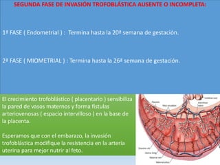 SEGUNDA FASE DE INVASIÓN TROFOBLÁSTICA AUSENTE O INCOMPLETA:
1ª FASE ( Endometrial ) : Termina hasta la 20ª semana de gestación.
2ª FASE ( MIOMETRIAL ) : Termina hasta la 26ª semana de gestación.
El crecimiento trofoblástico ( placentario ) sensibiliza
la pared de vasos maternos y forma fistulas
arteriovenosas ( espacio intervilloso ) en la base de
la placenta.
Esperamos que con el embarazo, la invasión
trofoblástica modifique la resistencia en la arteria
uterina para mejor nutrir al feto.
 