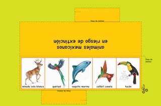 línea de doblez
líneadedoblez
animalesmexicanos
enriesgodeextinción
colibrí canelaquetzalvenado cola blanca tucánvaquita marina
línea de
doblez
AB-PREES-JUEGO-2-P-001-080.indd 24 23/2/11 00:35:09
 