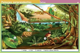 Paisajes sorprendentes 60Selva
1 avispa 2 tuza 3 codorniz 4 perico cabeza amarilla
31
2
4
AB-PREES-JUEGO-2-P-001-080.indd 60 23/2/11 01:09:45
 