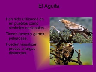 El Aguila Han sido utilizadas en en pueblos como simbolos nacionales. 