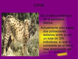 Tienen tarsos y garras peligrosas. 