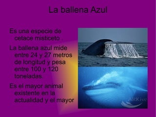 Pueden visualizar presas a largas distancias. 