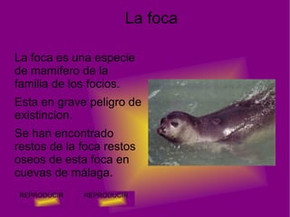 Lince Es un felino endemico de la peninsula iberica. 