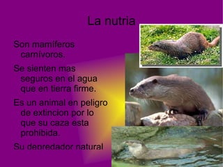 Actualmente solo existe dos poblaciones aisladas entre si con un total de 300 individuos, lo que lo combierte en el felino mas amenazado del mundo. REPRODUCIR 