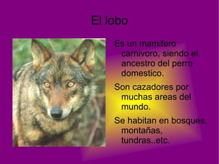 La ballena Azul Es una especie de cetace misticeto . 