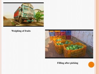 Weighing of fruits
Filling after picking
 