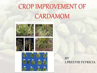 CROP IMPROVEMENT OF
CARDAMOM
BY
J.PREETHI FETRICIA
 