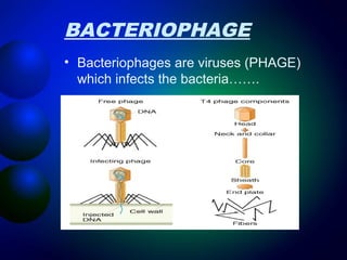 BACTERIOPHAGE 
• Bacteriophages are viruses (PHAGE) 
which infects the bacteria……. 
 
