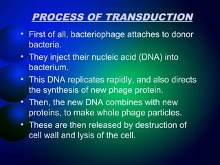 PROCESS OF TRANSDUCTION 
• First of all, bacteriophage attaches to donor 
bacteria. 
• They inject their nucleic acid (DNA) into 
bacterium. 
• This DNA replicates rapidly, and also directs 
the synthesis of new phage protein. 
• Then, the new DNA combines with new 
proteins, to make whole phage particles. 
• These are then released by destruction of 
cell wall and lysis of the cell. 
 