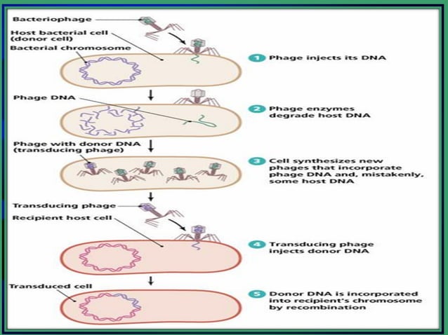 DNA recombination in prokaryotes | PPT