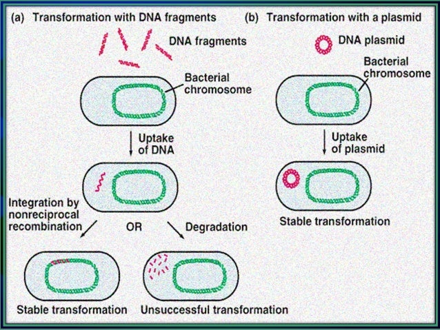 DNA recombination in prokaryotes