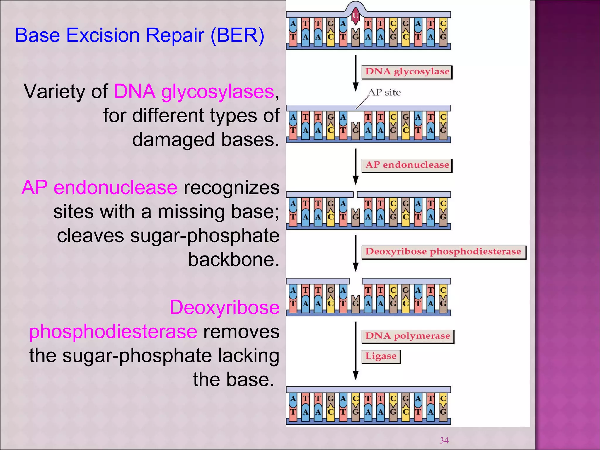 34 
Base Excision Repair (BER) 
Variety of DNA glycosylases, 
for different types of 
damaged bases. 
AP endonuclease recognizes 
sites with a missing base; 
cleaves sugar-phosphate 
backbone. 
Deoxyribose 
phosphodiesterase removes 
the sugar-phosphate lacking 
the base. 
 